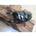 画像2: ☆新成虫☆ユーリケファルスヒラタクワガタ♂63ミリ♀フリーサイズペア販売！！ (2)