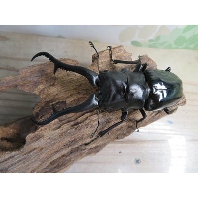 画像2: ☆大型新成虫☆ギラファノコギリクワガタ（亜種ダイスケ）♂108ミリ♀55ミリペア販売！！