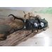 画像2: ☆大型新成虫☆ギラファノコギリクワガタ（亜種ダイスケ）♂108ミリ♀55ミリペア販売！！ (2)