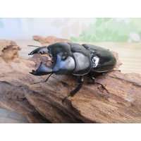 ☆新成虫☆ユーリケファルスヒラタクワガタ♂63ミリ♀フリーサイズペア販売！！