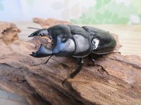 ☆新成虫☆ユーリケファルスヒラタクワガタ♂63ミリ♀フリーサイズペア販売！！