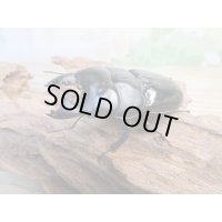 ☆新成虫☆ユーリケファルスヒラタクワガタ♂64ミリ♀フリーサイズペア販売！！