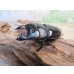 画像1: ☆新成虫☆ユーリケファルスヒラタクワガタ♂63ミリ♀フリーサイズペア販売！！ (1)