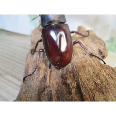画像3: ☆新成虫☆メルキオリティスフタマタクワガタ♂75ミリ♀41ミリペア販売！！