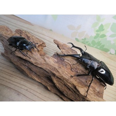 画像5: ☆大型新成虫☆ギラファノコギリクワガタ（亜種ダイスケ）♂108ミリ♀55ミリペア販売！！