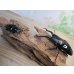 画像5: ☆大型新成虫☆ギラファノコギリクワガタ（亜種ダイスケ）♂108ミリ♀55ミリペア販売！！ (5)