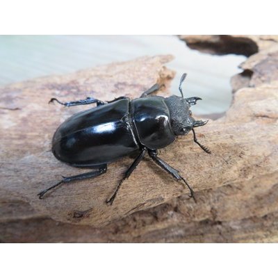 画像4: ☆新成虫☆ツカモトフタマタクワガタ♂71ミリ♀39ミリペア販売！！