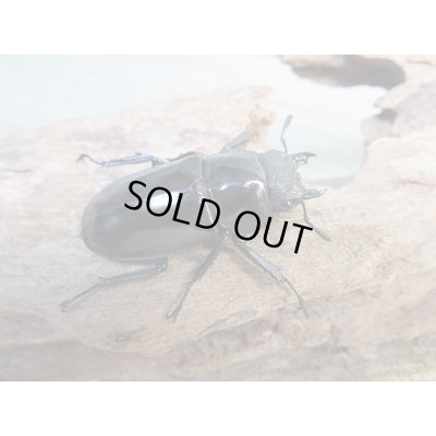 画像4: ☆新成虫☆ツカモトフタマタクワガタ♂71ミリ♀39ミリペア販売！！