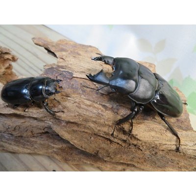 画像5: ☆新成虫☆ユーリケファルスヒラタクワガタ♂63ミリ♀フリーサイズペア販売！！