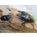 画像5: ☆新成虫☆ユーリケファルスヒラタクワガタ♂63ミリ♀フリーサイズペア販売！！ (5)