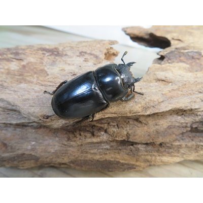 画像4: ☆新成虫☆ユーリケファルスヒラタクワガタ♂63ミリ♀フリーサイズペア販売！！