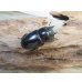 画像4: ☆新成虫☆ユーリケファルスヒラタクワガタ♂63ミリ♀フリーサイズペア販売！！ (4)