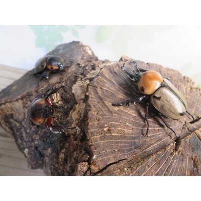 画像6: ☆新成虫☆ヨツボシヒナカブト♂39ミリ♀フリーサイズ別血統ペア＋♀フリーサイズ計3頭トリオ販売！！