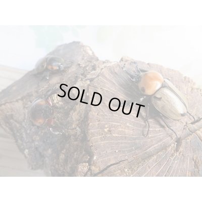 画像6: ☆新成虫☆ヨツボシヒナカブト♂39ミリ♀フリーサイズ別血統ペア＋♀フリーサイズ計3頭トリオ販売！！