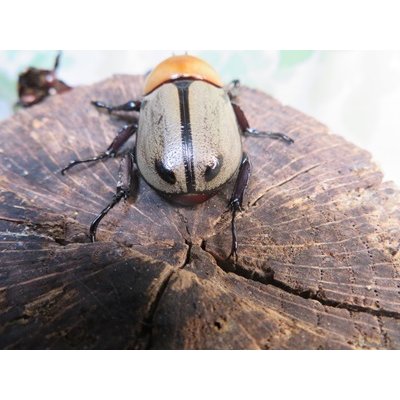 画像3: ☆新成虫☆ヨツボシヒナカブト♂39ミリ♀フリーサイズ別血統ペア＋♀フリーサイズ計3頭トリオ販売！！