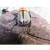 画像3: ☆新成虫☆ヨツボシヒナカブト♂39ミリ♀フリーサイズ別血統ペア＋♀フリーサイズ計3頭トリオ販売！！