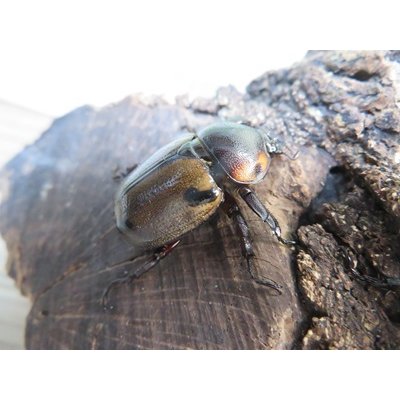 画像5: ☆新成虫☆ヨツボシヒナカブト♂39ミリ♀フリーサイズ別血統ペア＋♀フリーサイズ計3頭トリオ販売！！