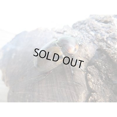 画像5: ☆新成虫☆ヨツボシヒナカブト♂39ミリ♀フリーサイズ別血統ペア＋♀フリーサイズ計3頭トリオ販売！！