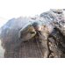 画像5: ☆新成虫☆ヨツボシヒナカブト♂39ミリ♀フリーサイズ別血統ペア＋♀フリーサイズ計3頭トリオ販売！！