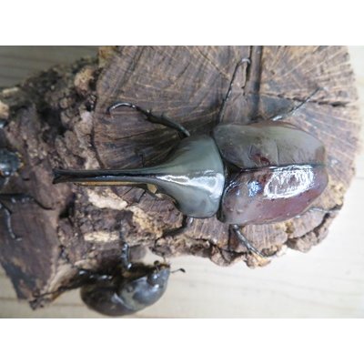 画像2: ☆大型新成虫☆グラントシロカブト♂76ミリ♀52ミリペア＋♀50ミリ計3頭トリオ販売！！