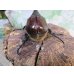 画像3: ☆大型新成虫☆グラントシロカブト♂76ミリ♀52ミリペア＋♀50ミリ計3頭トリオ販売！！