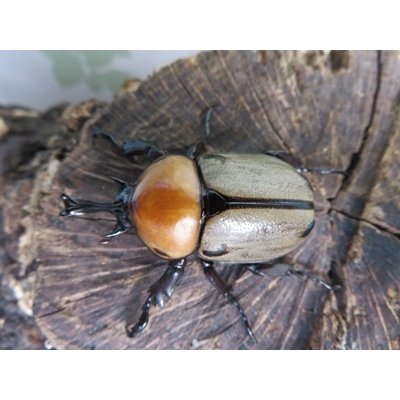 画像2: ☆新成虫☆ヨツボシヒナカブト♂39ミリ♀フリーサイズ別血統ペア＋♀フリーサイズ計3頭トリオ販売！！