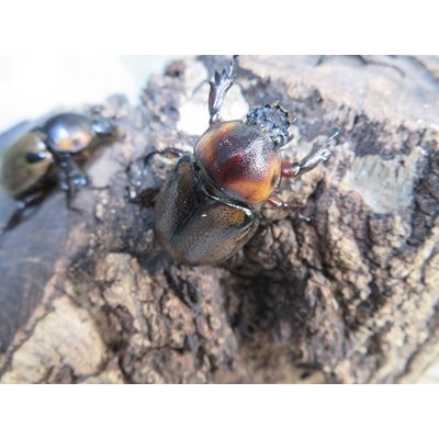 画像4: ☆新成虫☆ヨツボシヒナカブト♂39ミリ♀フリーサイズ別血統ペア＋♀フリーサイズ計3頭トリオ販売！！