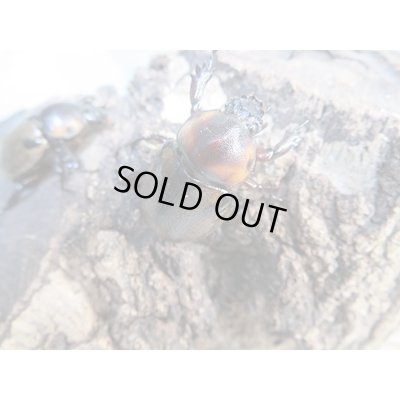 画像4: ☆新成虫☆ヨツボシヒナカブト♂39ミリ♀フリーサイズ別血統ペア＋♀フリーサイズ計3頭トリオ販売！！