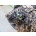 画像5: ☆大型新成虫☆グラントシロカブト♂76ミリ♀52ミリペア＋♀50ミリ計3頭トリオ販売！！