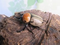 ☆新成虫☆ヨツボシヒナカブト♂39ミリ♀フリーサイズ別血統ペア＋♀フリーサイズ計3頭トリオ販売！！