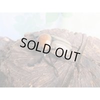 ☆新成虫☆ヨツボシヒナカブト♂39ミリ♀フリーサイズ別血統ペア＋♀フリーサイズ計3頭トリオ販売！！