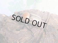 ☆新成虫☆ヨツボシヒナカブト♂39ミリ♀フリーサイズ別血統ペア＋♀フリーサイズ計3頭トリオ販売！！