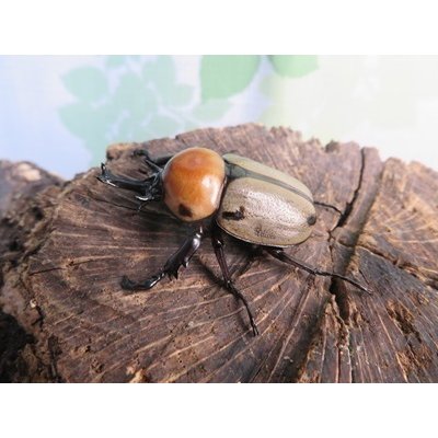 画像1: ☆新成虫☆ヨツボシヒナカブト♂39ミリ♀フリーサイズ別血統ペア＋♀フリーサイズ計3頭トリオ販売！！