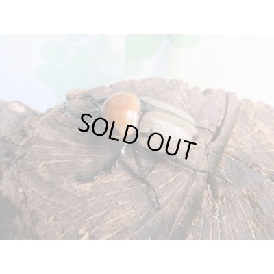 画像1: ☆新成虫☆ヨツボシヒナカブト♂39ミリ♀フリーサイズ別血統ペア＋♀フリーサイズ計3頭トリオ販売！！