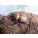 画像1: ☆新成虫☆ヨツボシヒナカブト♂39ミリ♀フリーサイズ別血統ペア＋♀フリーサイズ計3頭トリオ販売！！ (1)
