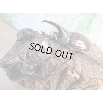 画像6: ☆大型新成虫☆グラントシロカブト♂76ミリ♀52ミリペア＋♀50ミリ計3頭トリオ販売！！