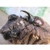 画像6: ☆大型新成虫☆グラントシロカブト♂76ミリ♀52ミリペア＋♀50ミリ計3頭トリオ販売！！