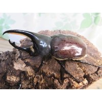 ☆大型新成虫☆グラントシロカブト♂76ミリ♀52ミリペア＋♀50ミリ計3頭トリオ販売！！