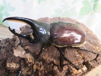 ☆大型新成虫☆グラントシロカブト♂76ミリ♀52ミリペア＋♀50ミリ計3頭トリオ販売！！