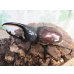 画像1: ☆大型新成虫☆グラントシロカブト♂76ミリ♀52ミリペア＋♀50ミリ計3頭トリオ販売！！ (1)