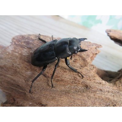 画像4: 26年種親用☆カリンポン産☆ウエストウッディ オオシカクワガタ♂77ミリ♀38ミリペア販売！！
