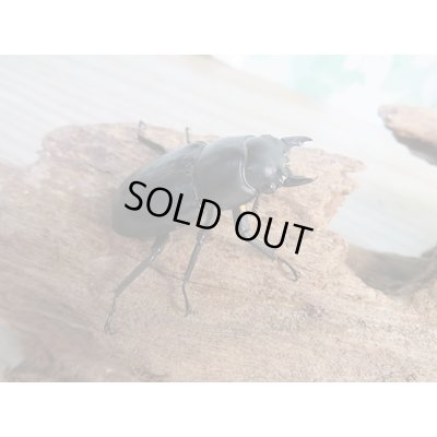 画像4: 26年種親用☆カリンポン産☆ウエストウッディ オオシカクワガタ♂77ミリ♀38ミリペア販売！！