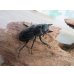 画像4: 26年種親用☆カリンポン産☆ウエストウッディ オオシカクワガタ♂77ミリ♀38ミリペア販売！！ (4)