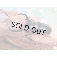 26年種親用☆カリンポン産☆ウエストウッディ オオシカクワガタ♂77ミリ♀38ミリペア販売！！