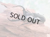 26年種親用☆カリンポン産☆ウエストウッディ オオシカクワガタ♂77ミリ♀38ミリペア販売！！