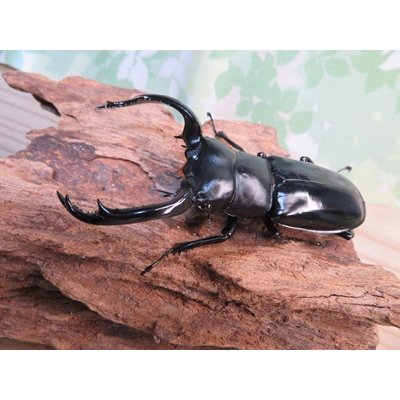 画像1: 26年種親用☆カリンポン産☆ウエストウッディ オオシカクワガタ♂77ミリ♀38ミリペア販売！！