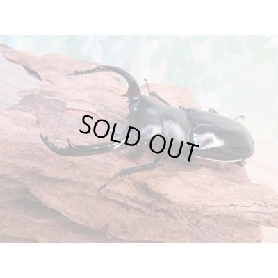 画像1: 26年種親用☆カリンポン産☆ウエストウッディ オオシカクワガタ♂77ミリ♀38ミリペア販売！！