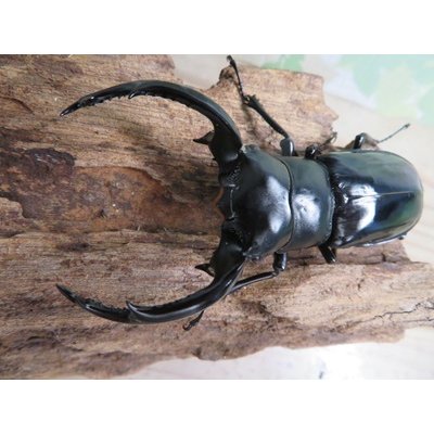 画像2: 26年種親用☆カリンポン産☆ウエストウッディ オオシカクワガタ♂77ミリ♀38ミリペア販売！！