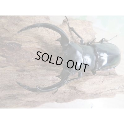 画像2: 26年種親用☆カリンポン産☆ウエストウッディ オオシカクワガタ♂77ミリ♀38ミリペア販売！！