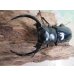 画像2: 26年種親用☆カリンポン産☆ウエストウッディ オオシカクワガタ♂77ミリ♀38ミリペア販売！！ (2)